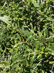 Lonicera subspicata subspicata