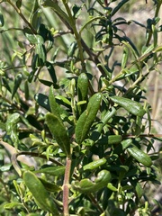 Lonicera subspicata subspicata