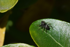 Heliophanus cupreus