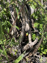 Lonicera subspicata subspicata