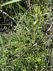 Lonicera subspicata subspicata