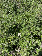 Lonicera subspicata subspicata