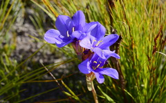 Aristea glauca