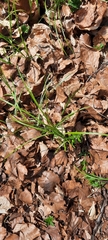 Carex brizoides