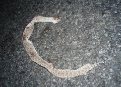 Crotalus cerastes laterorepens
