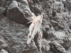 Acrididae