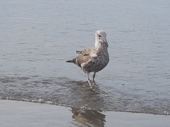 Larus dominicanus