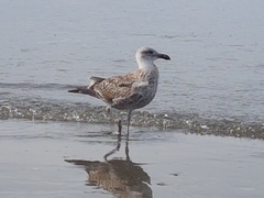 Larus dominicanus