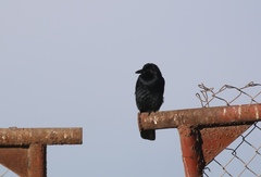 Corvus imparatus