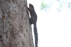 Heliosciurus undulatus