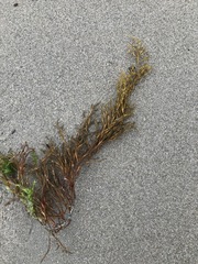 Gongolaria barbata
