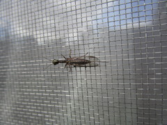 Alena distincta