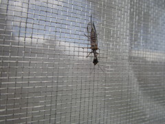 Alena distincta