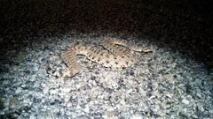 Crotalus cerastes laterorepens
