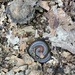 American Giant Millipede - Photo (c) maggstn, some rights reserved (CC BY-NC)