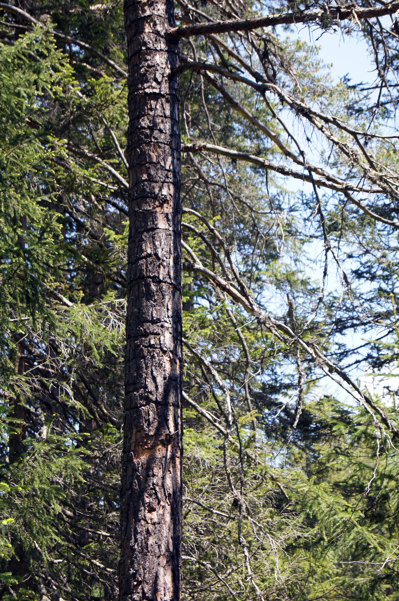 Eurasian Three-toed Woodpecker
