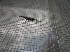 Alena distincta