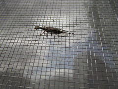 Alena distincta