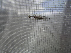 Alena distincta
