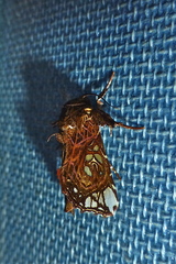 Argyrosticta