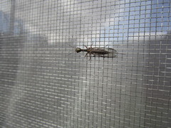 Alena distincta