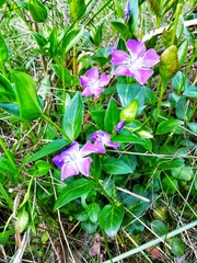 Vinca major