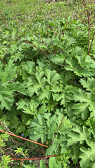 Heracleum sosnowskyi