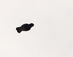 Aphelocoma unicolor