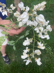 Robinia pseudoacacia