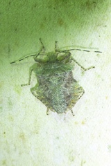 Image of Pelidnocoris majusculus