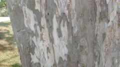 Libidibia ferrea leiostachya