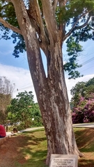 Libidibia ferrea leiostachya