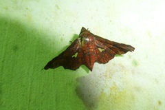 Thyridoidea