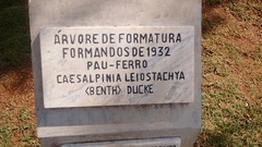 Libidibia ferrea leiostachya