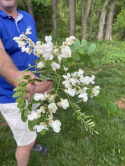 Robinia pseudoacacia
