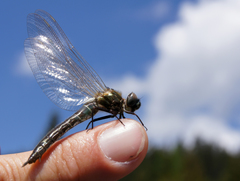 Somatochlora alpestris