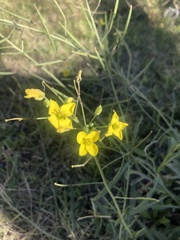 Diplotaxis tenuifolia