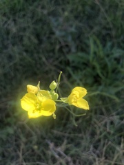 Diplotaxis tenuifolia