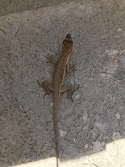 Anolis nebulosus