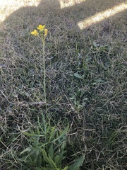 Diplotaxis tenuifolia