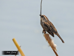 Oriturus superciliosus