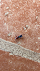 Pimpla marginella
