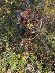 Erythrina herbacea
