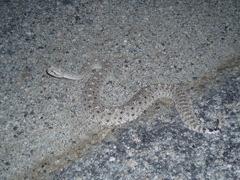 Crotalus cerastes laterorepens