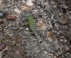 Sceloporus hondurensis