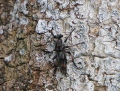 Andrenosomatini