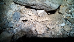 Crotalus cerastes laterorepens