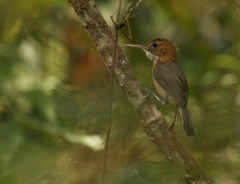 Ramphocaenus melanurus