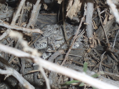 Crotalus cerastes laterorepens