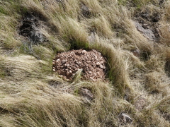 Thomomys bottae centralis